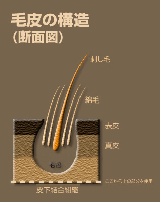 毛皮の構造と特性 ｜ 一般社団法人 日本毛皮協会